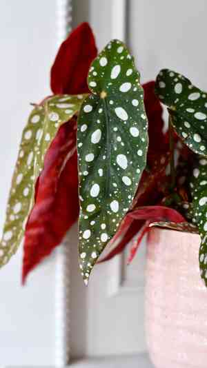 Polka dot begonia(Begonia maculata)