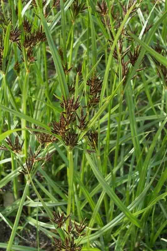 Nut grass(Cyperus rotundus)