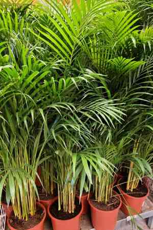 Yellow butterfly palm(Dypsis lutescens)