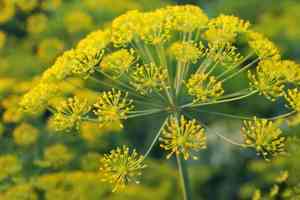 Dill(Anethum graveolens)