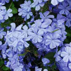 Cape leadwort(Plumbago auriculata)