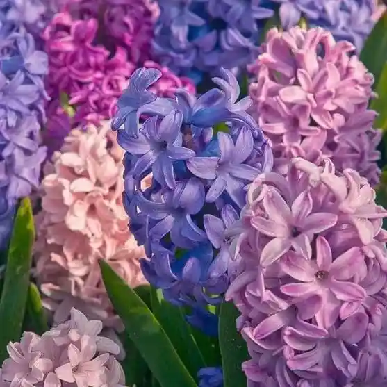 Common hyacinth(Hyacinthus orientalis)