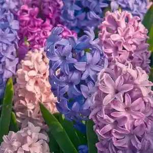 Common hyacinth(Hyacinthus orientalis)