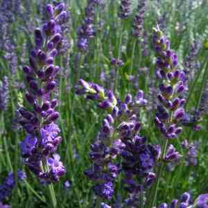 Spike lavender(Lavandula latifolia)