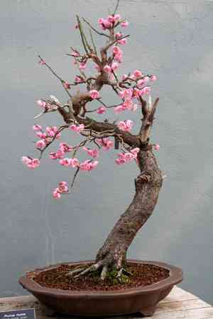 Prunus japonica(Prunus japonica)