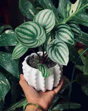 Watermelon peperomia(Peperomia argyreia)