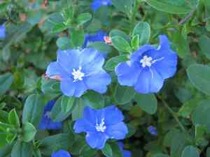 Blue daze(Evolvulus glomeratus)