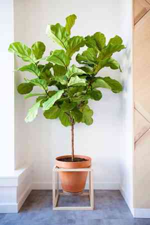 Fiddle-leaf fig(Ficus pandurata)
