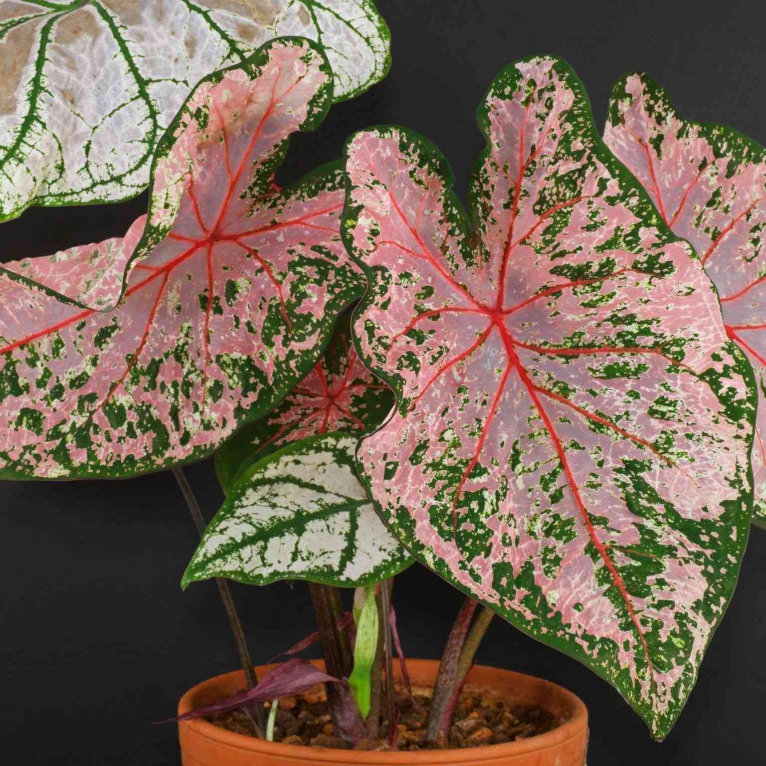 Heart of jesus(Caladium bicolor)
