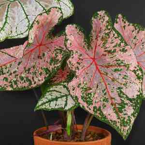 Heart of jesus(Caladium bicolor)