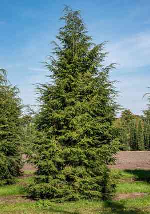 Eastern hemlock(Tsuga canadensis)