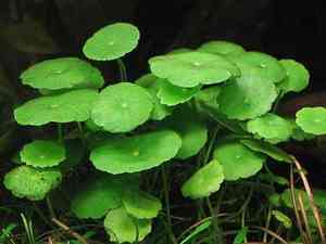 Whorled pennywort(Hydrocotyle verticillata)