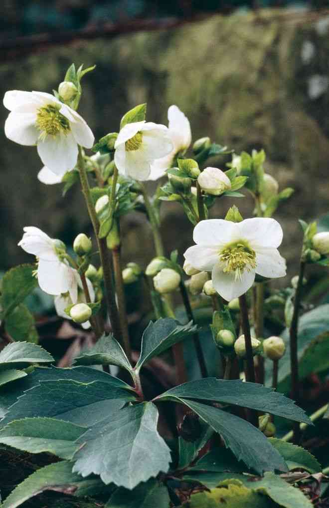Christmas rose(Helleborus niger)
