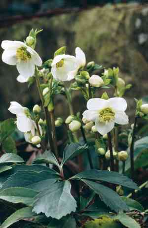 Christmas rose(Helleborus niger)