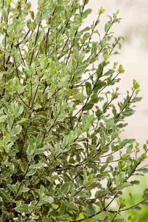 Kōhūhū(Pittosporum tenuifolium)