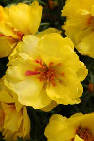 Moss rose(Portulaca grandiflora)