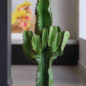 African milk tree(Euphorbia trigona)