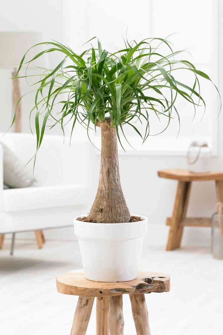 Ponytail palm(Beaucarnea recurvata)