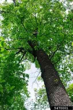 Black oak(Quercus velutina)