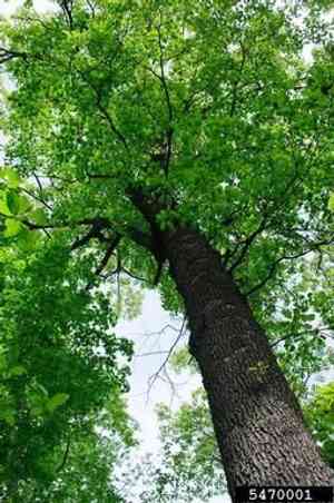 Black oak(Quercus velutina)
