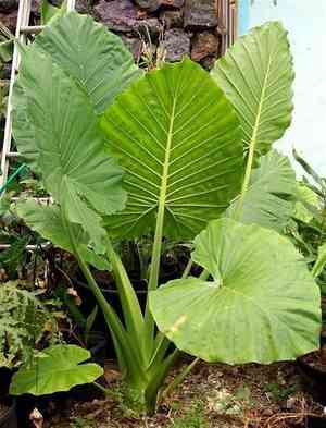 Night-Scented Lily(Alocasia odora)