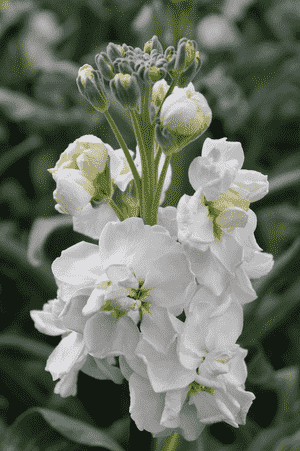Tenweeks stock(Matthiola incana)