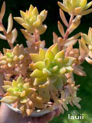 Sedum adolphi(Sedum adolphi)