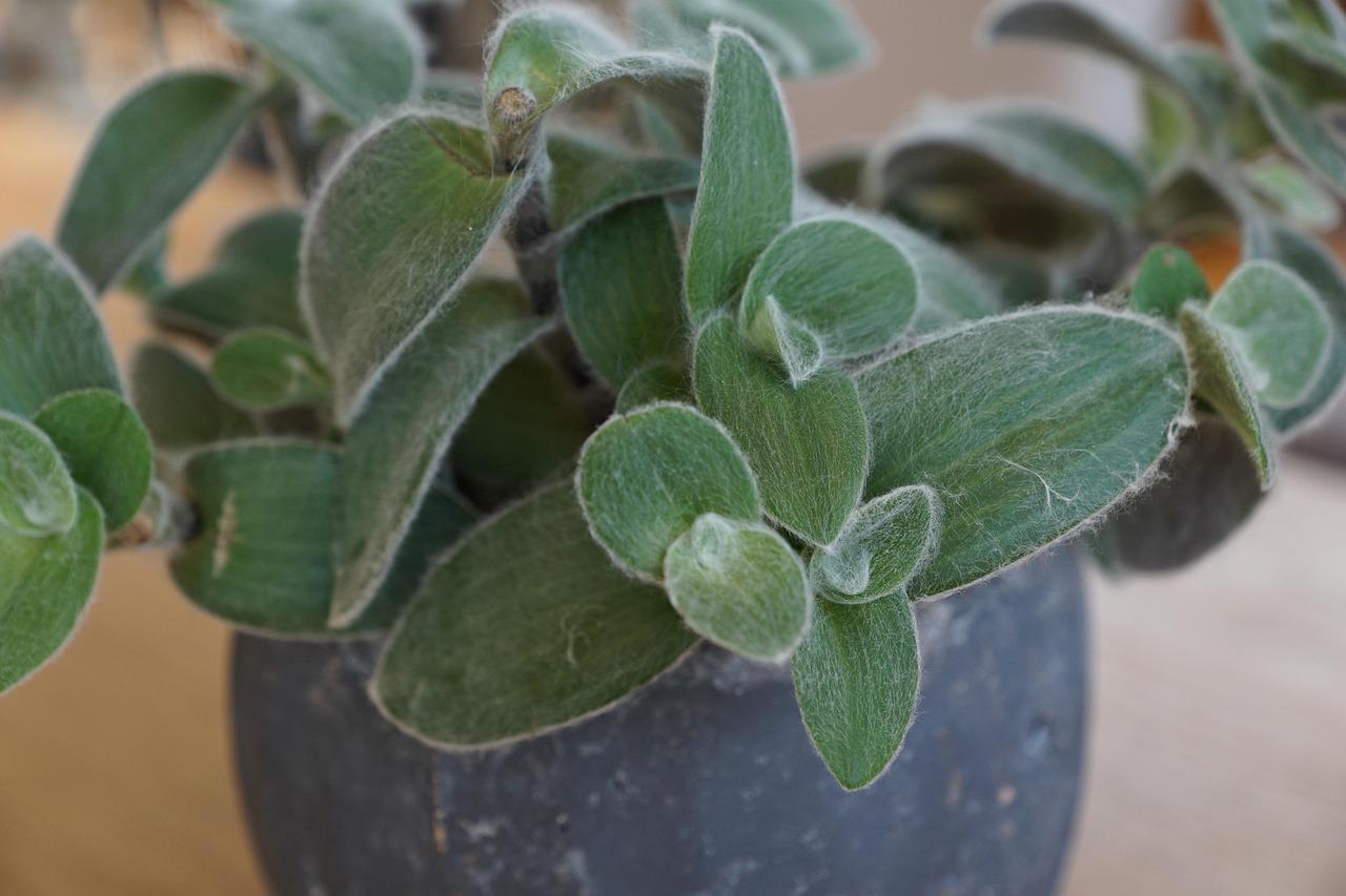 Small-leaf spiderwort