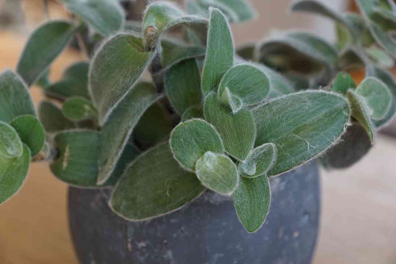 Small-leaf spiderwort(Tradescantia fluminensis)