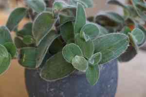 Small-leaf spiderwort(Tradescantia fluminensis)