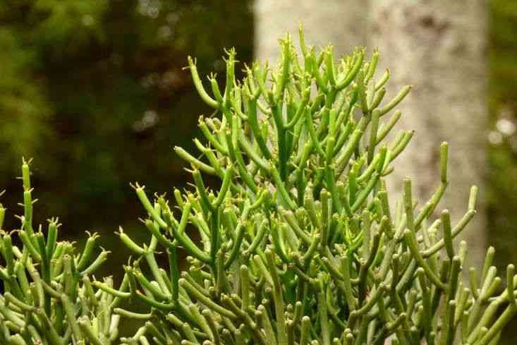 Pencil cactus(Euphorbia tirucalli)