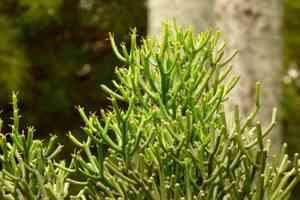 Pencil cactus(Euphorbia tirucalli)