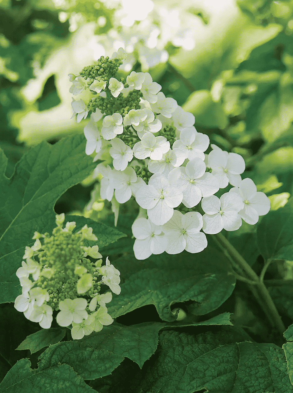 Smooth hydrangea(Hydrangea arborescens)