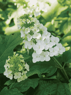 Smooth hydrangea(Hydrangea arborescens)