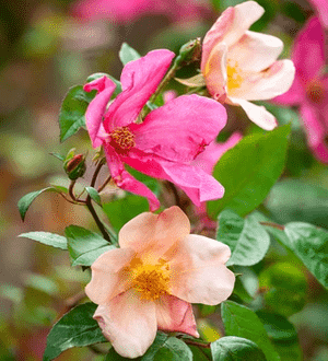 Tea rose(Rosa odorata)