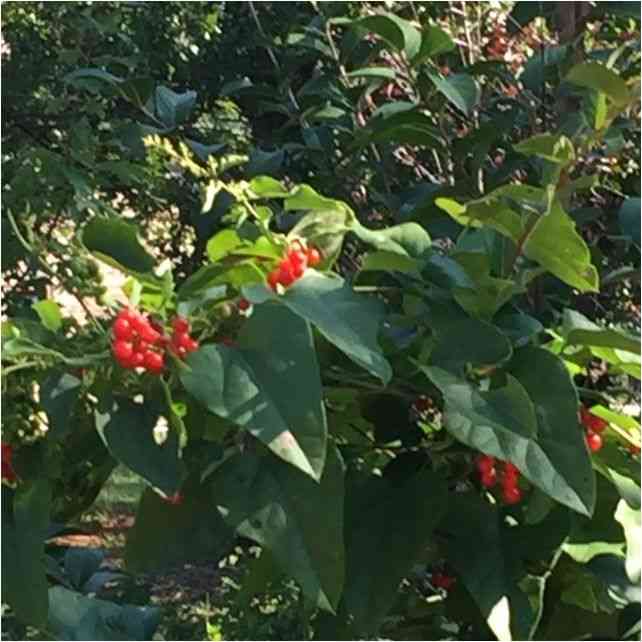 Carolina coralbead(Cocculus carolinus)