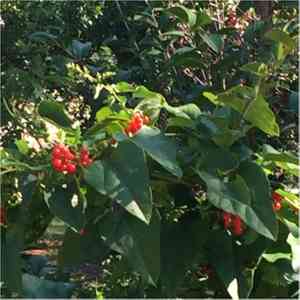 Carolina coralbead(Cocculus carolinus)