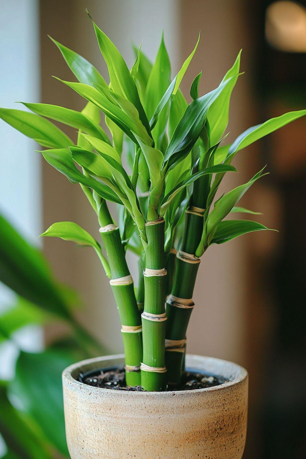 Lucky bamboo