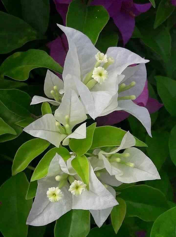 Paperflower(Bougainvillea glabra)
