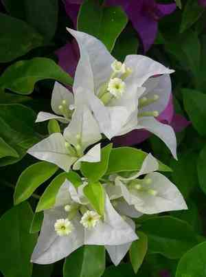 Paperflower(Bougainvillea glabra)