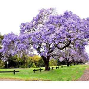 Empress tree(Paulownia tomentosa)