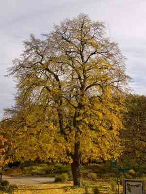 Tilia × europaea(Tilia × europaea)