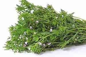 Summer savory(Satureja hortensis)