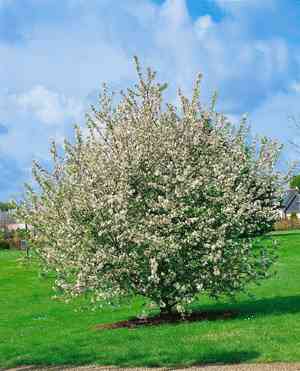 European crab apple(Malus sylvestris)