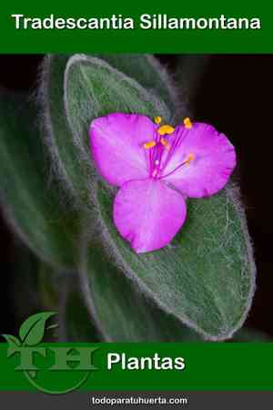 White velvet(Tradescantia sillamontana)