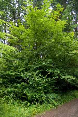Vine maple(Acer circinatum)