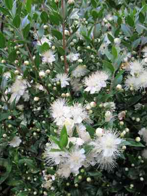 Common myrtle(Myrtus communis)