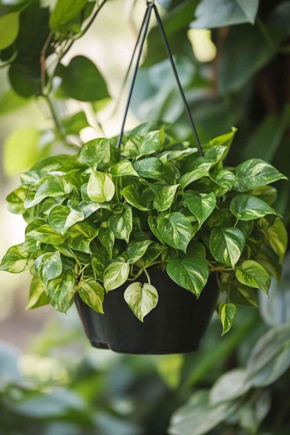 Golden pothos(Epipremnum aureum)