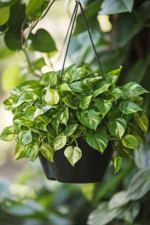 Golden pothos(Epipremnum aureum)
