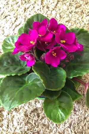 African violet(Saintpaulia ionantha)
